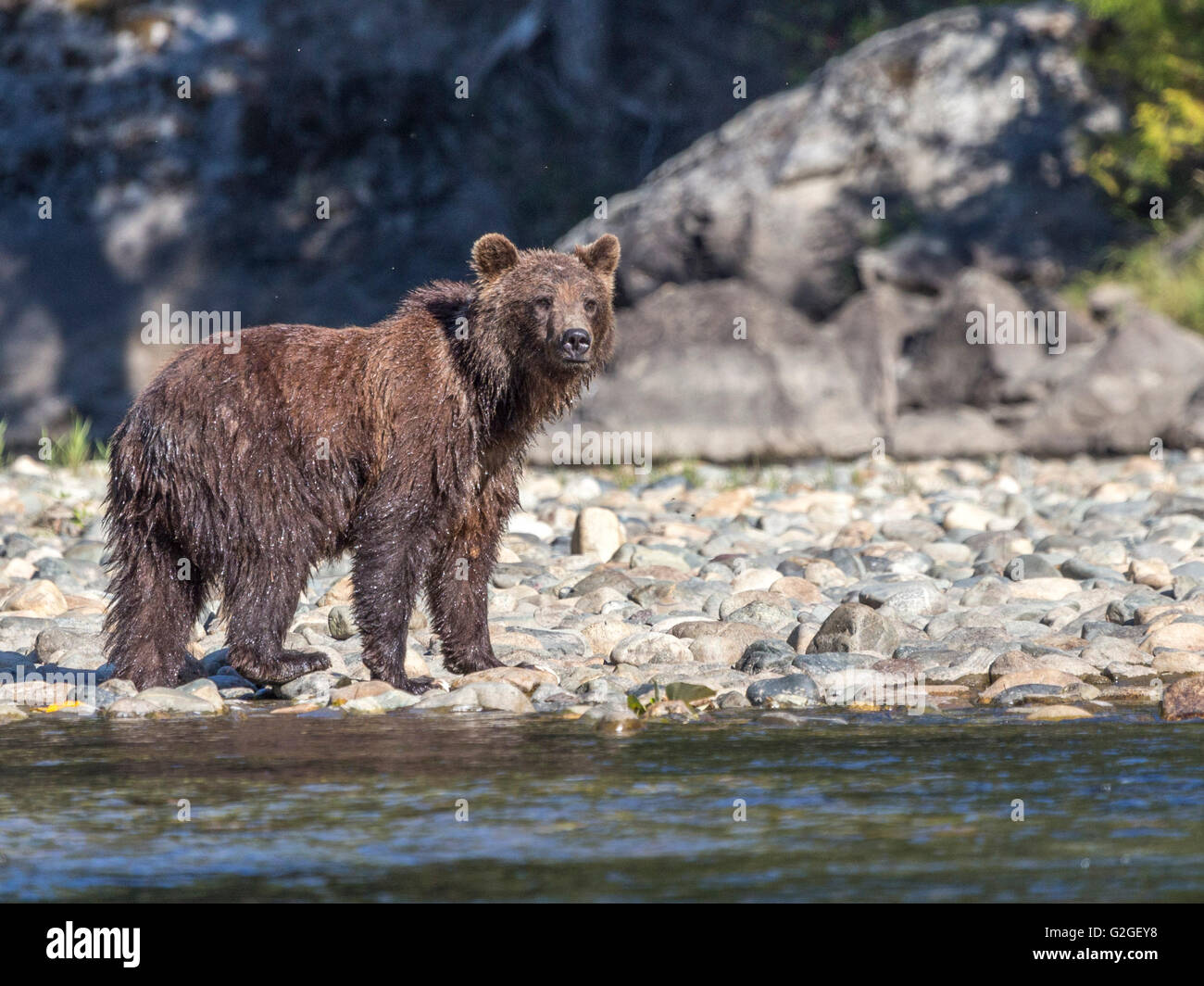 Grizzly Bear on the shore of a river Stock Photo