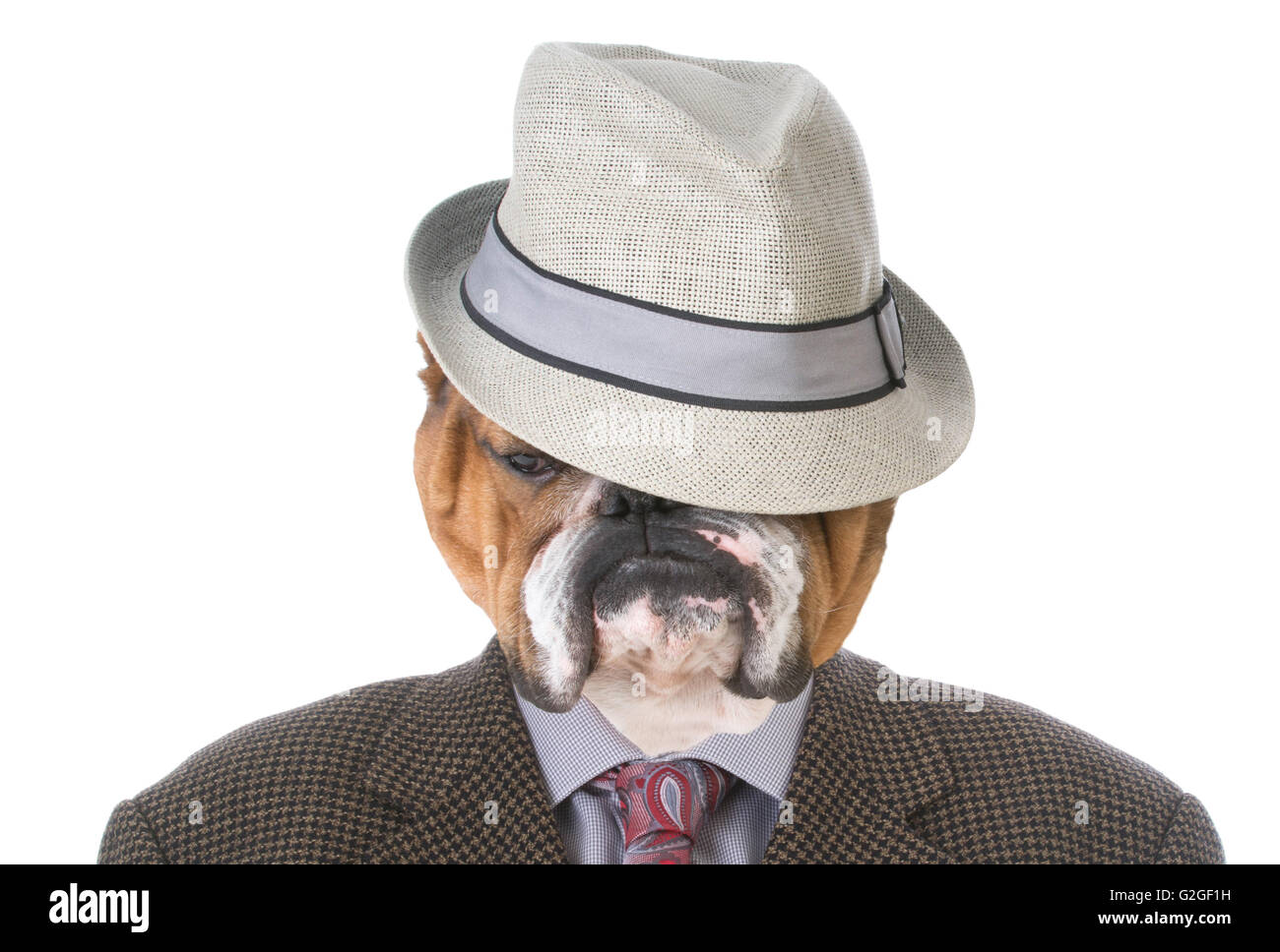 english bulldog wearing a mans suit and fedora Stock Photo