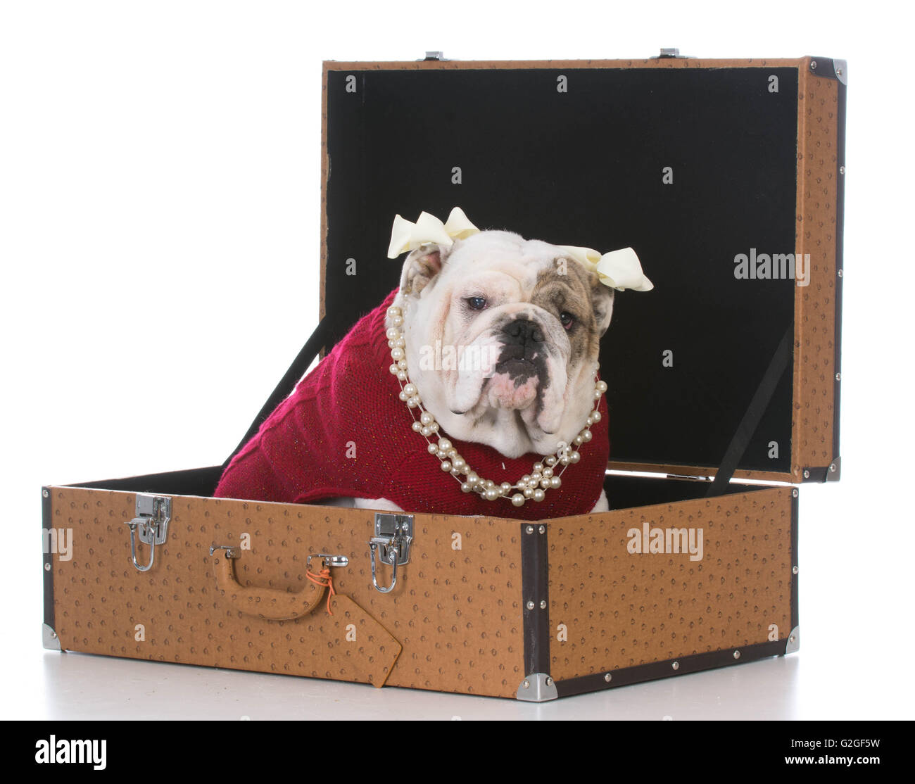 How To Fly With English Bulldog