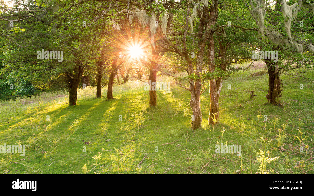 A wooded copse with the sun bursting through on Dartmoor National Park Devon Uk Stock Photo