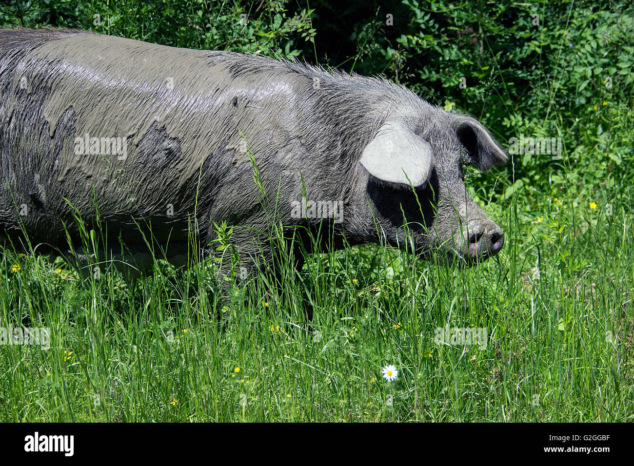 Serbia - Domestic pig (Sus scrofa) sow freely wandering the woods Stock Photo