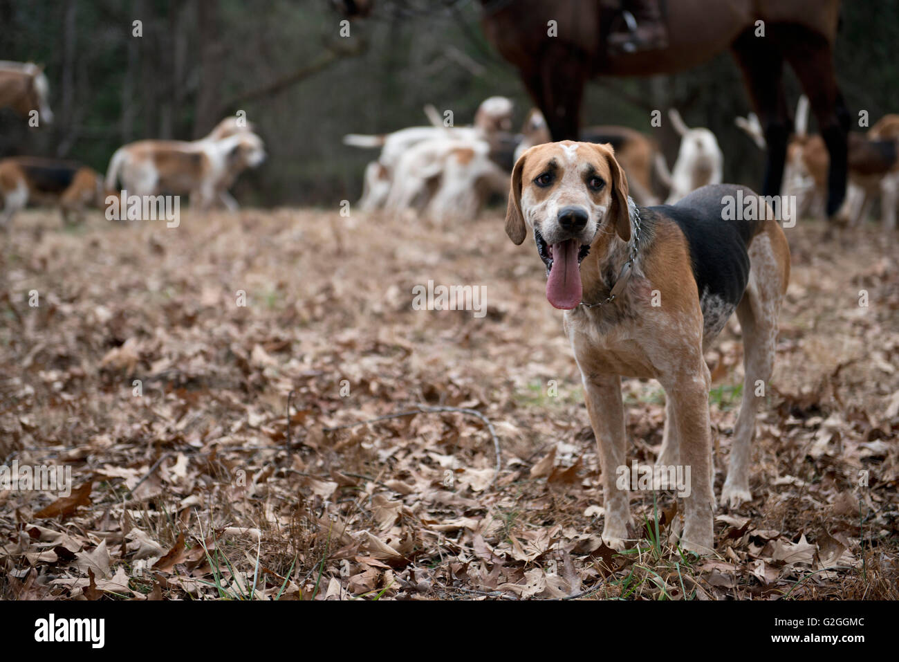 Fox Hunting Hound with Tongue Wagging Stock Photo