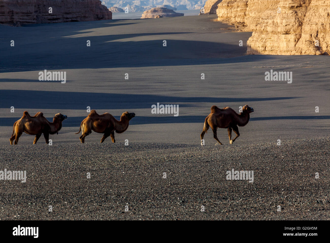 Wild Camels in Yardang Geological Park or Dunhuang UNESCO National Geopark, Gansu Province, China. Stock Photo