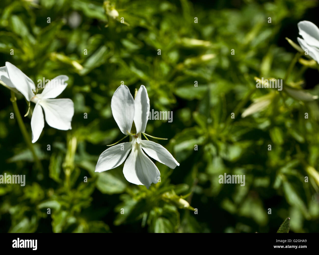 Viola cornuta alba Stock Photo