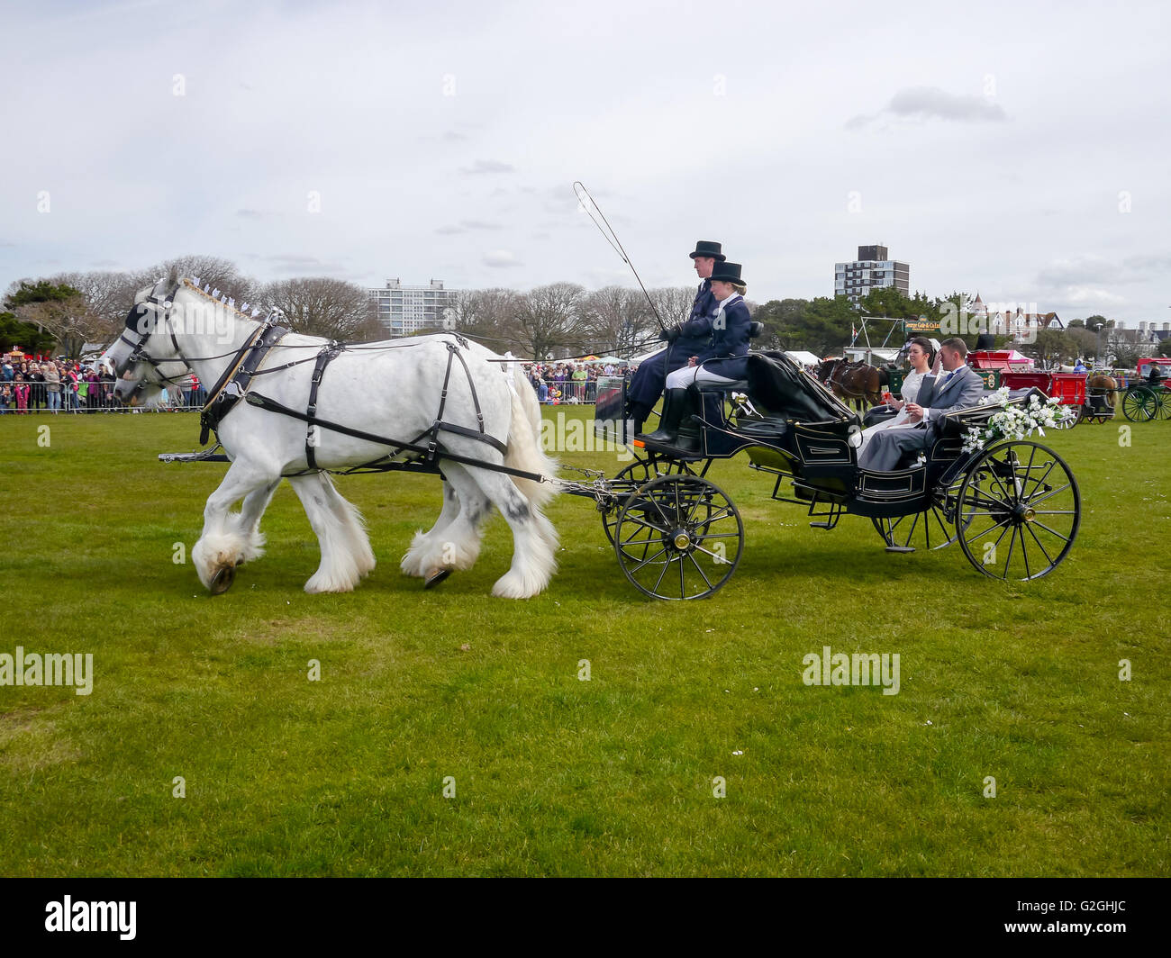 Wedding horse and carriage hires stock photography and images Alamy