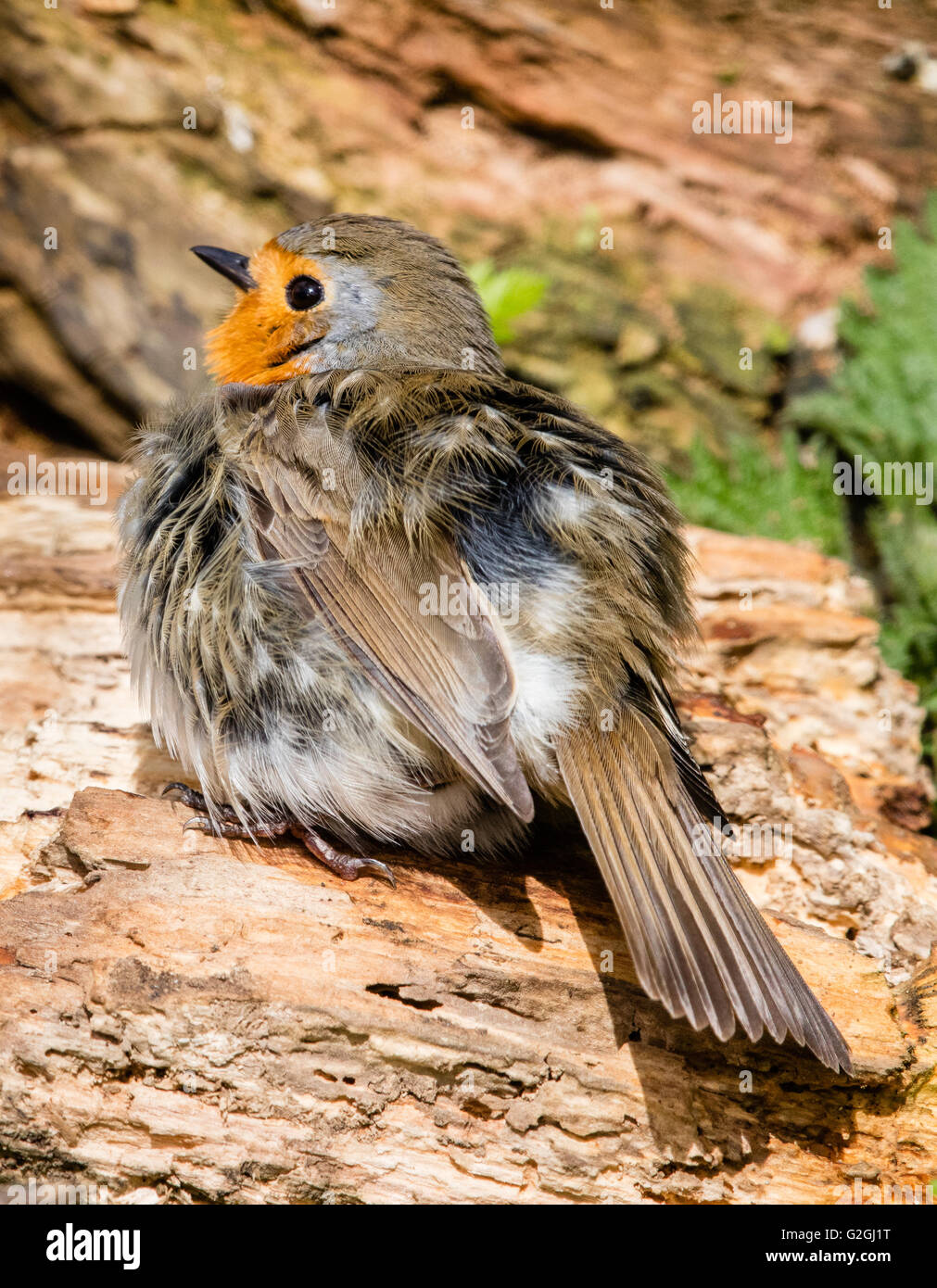 Robin ' sunning ' or fluffing up feathers to expose them to air and sunlight - Somerset UK Stock Photo