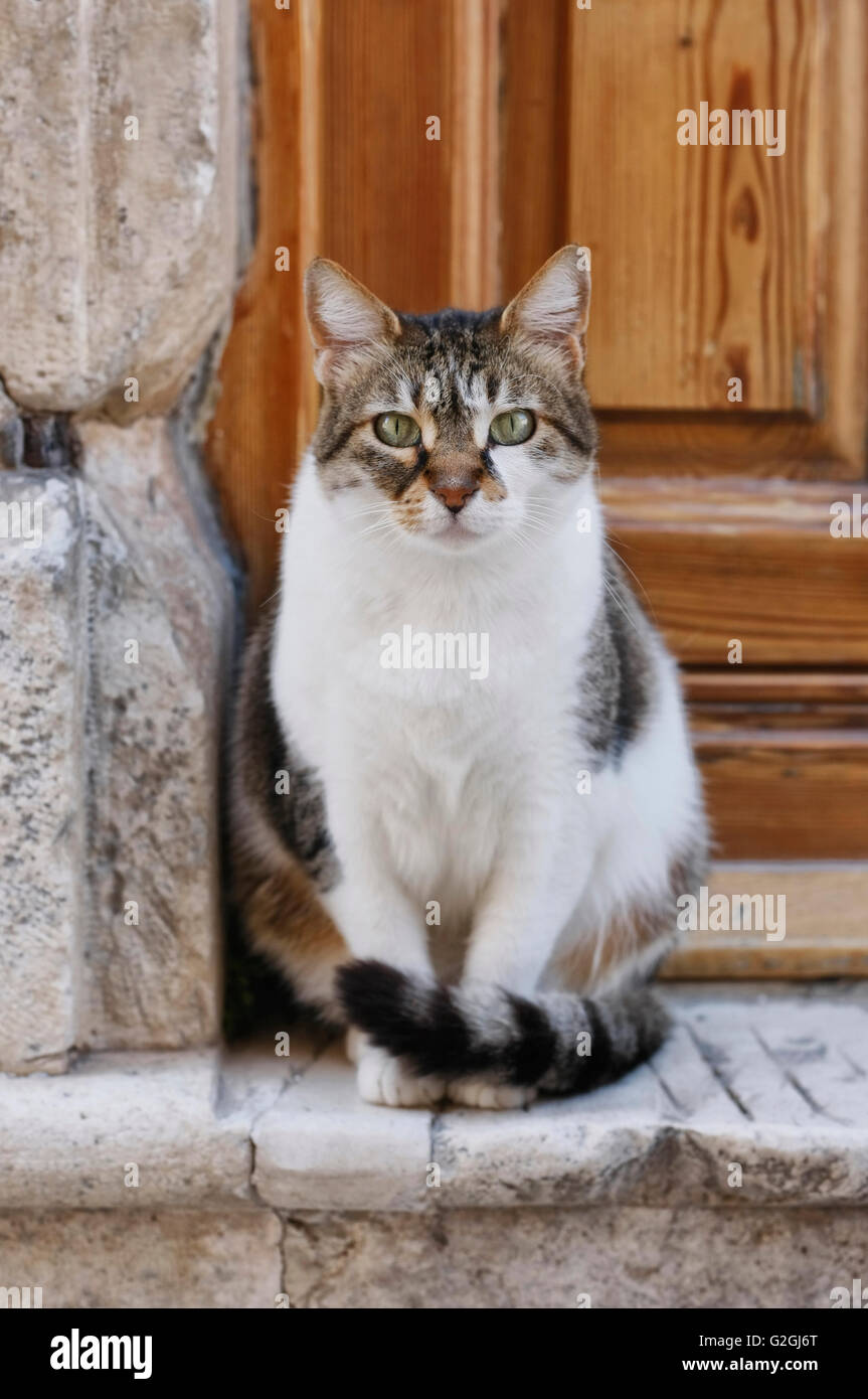 Domestic cat sitting in front of the door Stock Photo