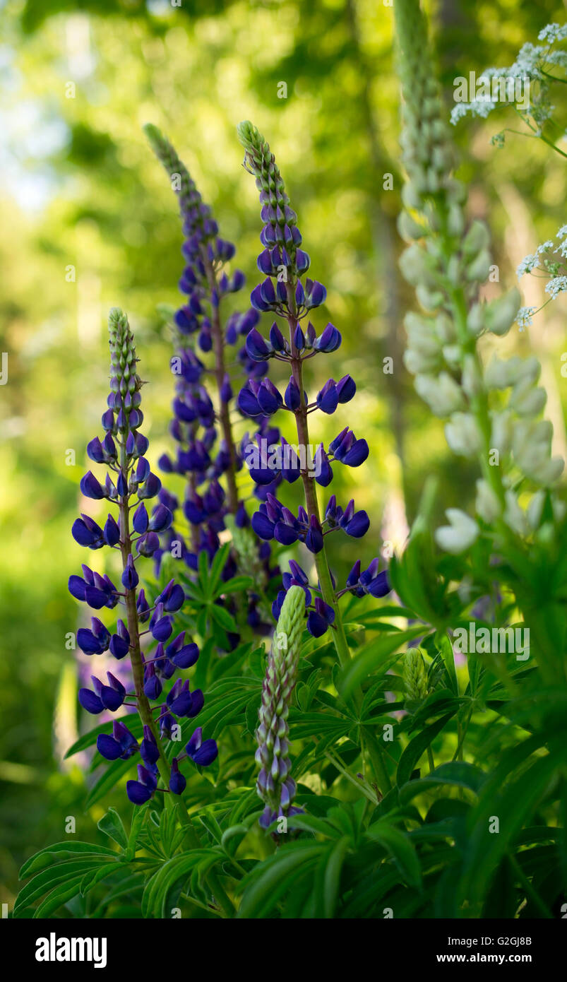Lupine blooms purple flower hi-res stock photography and images - Alamy