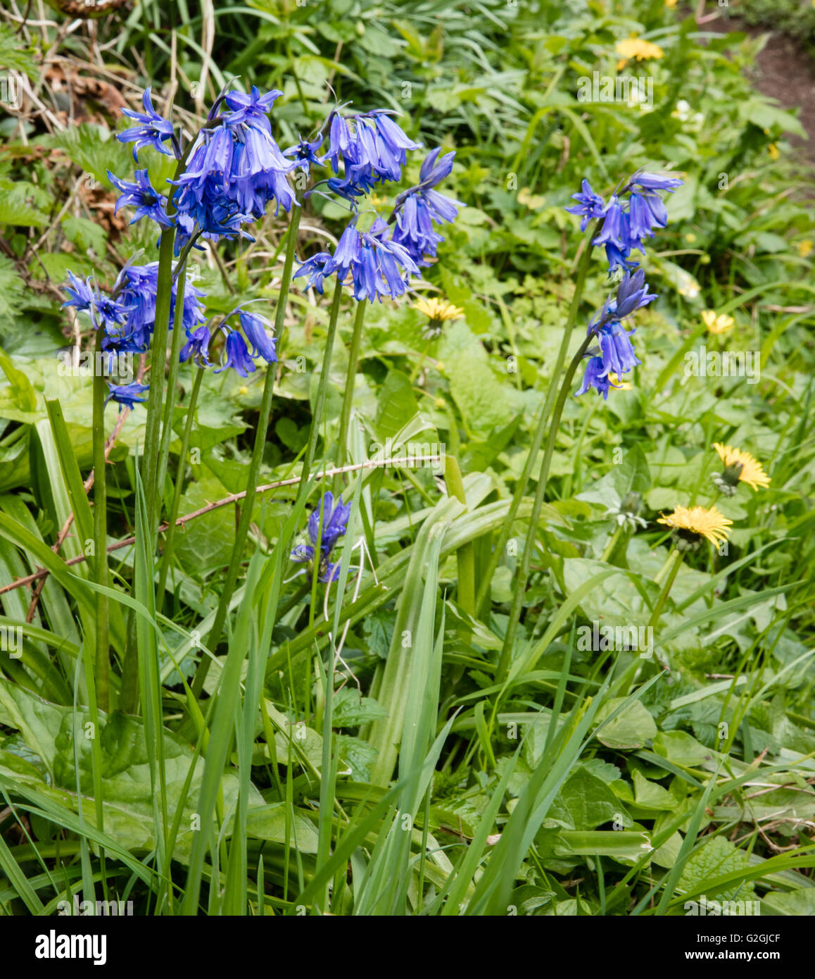 Hybrid English Spanish bluebells Hyacynthoides or Endymion non-scripta x hispanica or H massartiana in a Somerset hedgerow UK Stock Photo