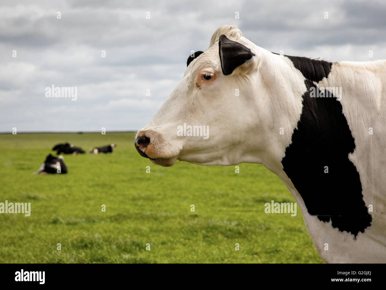 White faced Fresian cow standing in a field with recumbent cows in the background on a Cotswold farm UK Stock Photo