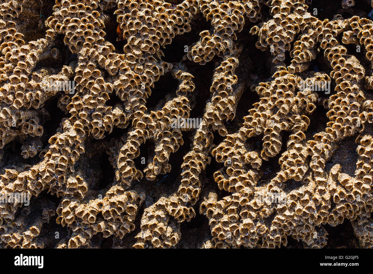 Sandy tubes of the Honeycomb Worm Sabellaria alveolata on rocks of the Gower peninsula in South Wales UK Stock Photo
