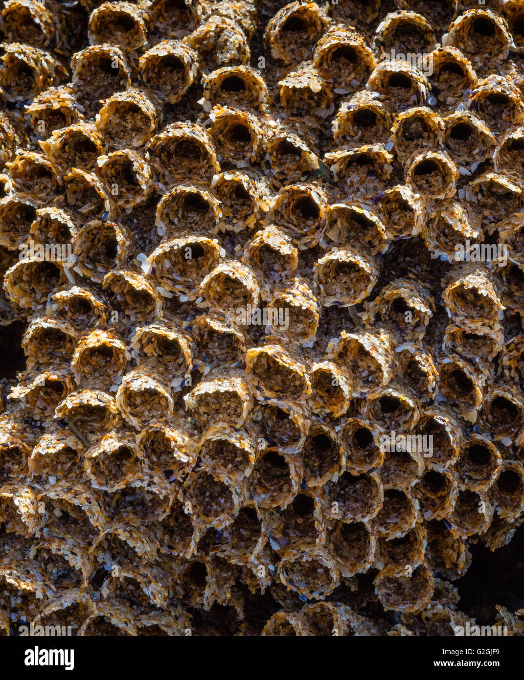 Close up view of sandy tubes of the Honeycomb Worm Sabellaria alveolata on rocks of the Gower peninsula in South Wales UK Stock Photo