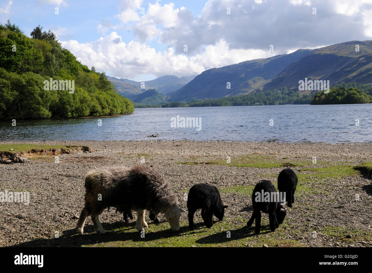 A Herdwick ewe and lambs graze on the shores of Derwentwater in the English Lake District. Herdwicks are typical Lakeland sheep. Stock Photo