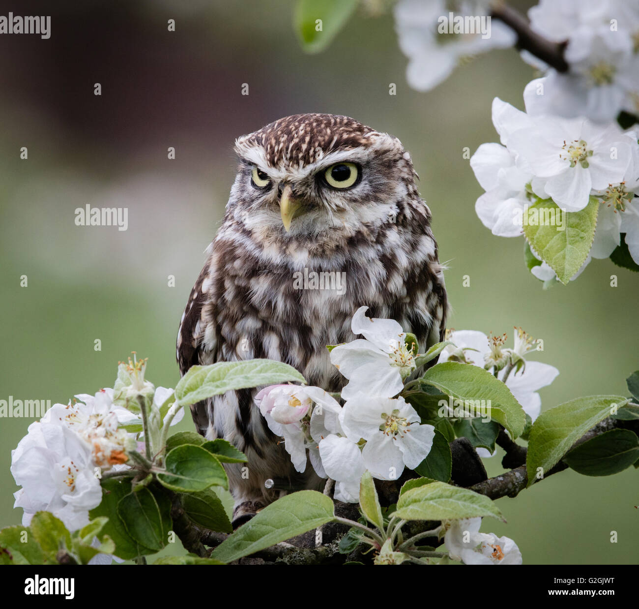 Little Owl Athene noctua posed amongst apple blossom -  trained bird Gloucestershire UK Stock Photo
