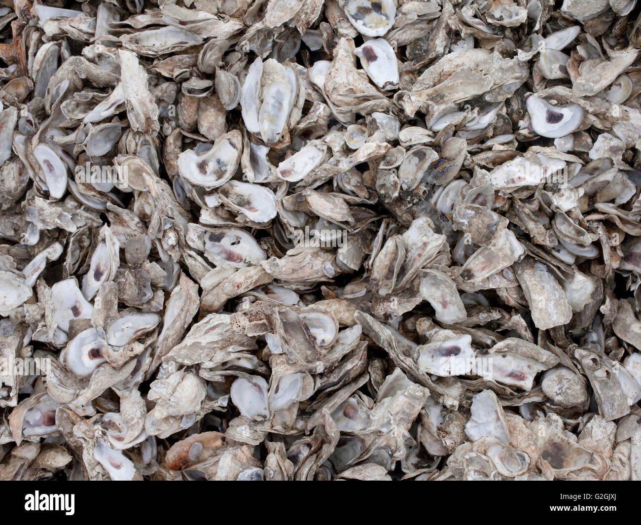 Pile of Oyster shells Stock Photo
