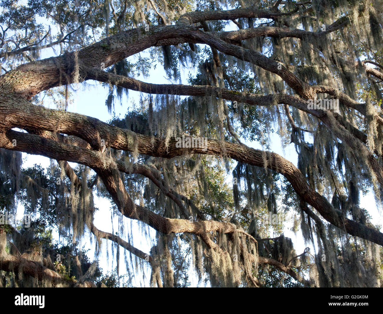 Live Oak tree branches with Spanish Moss in South Carolina Low Country Stock Photo