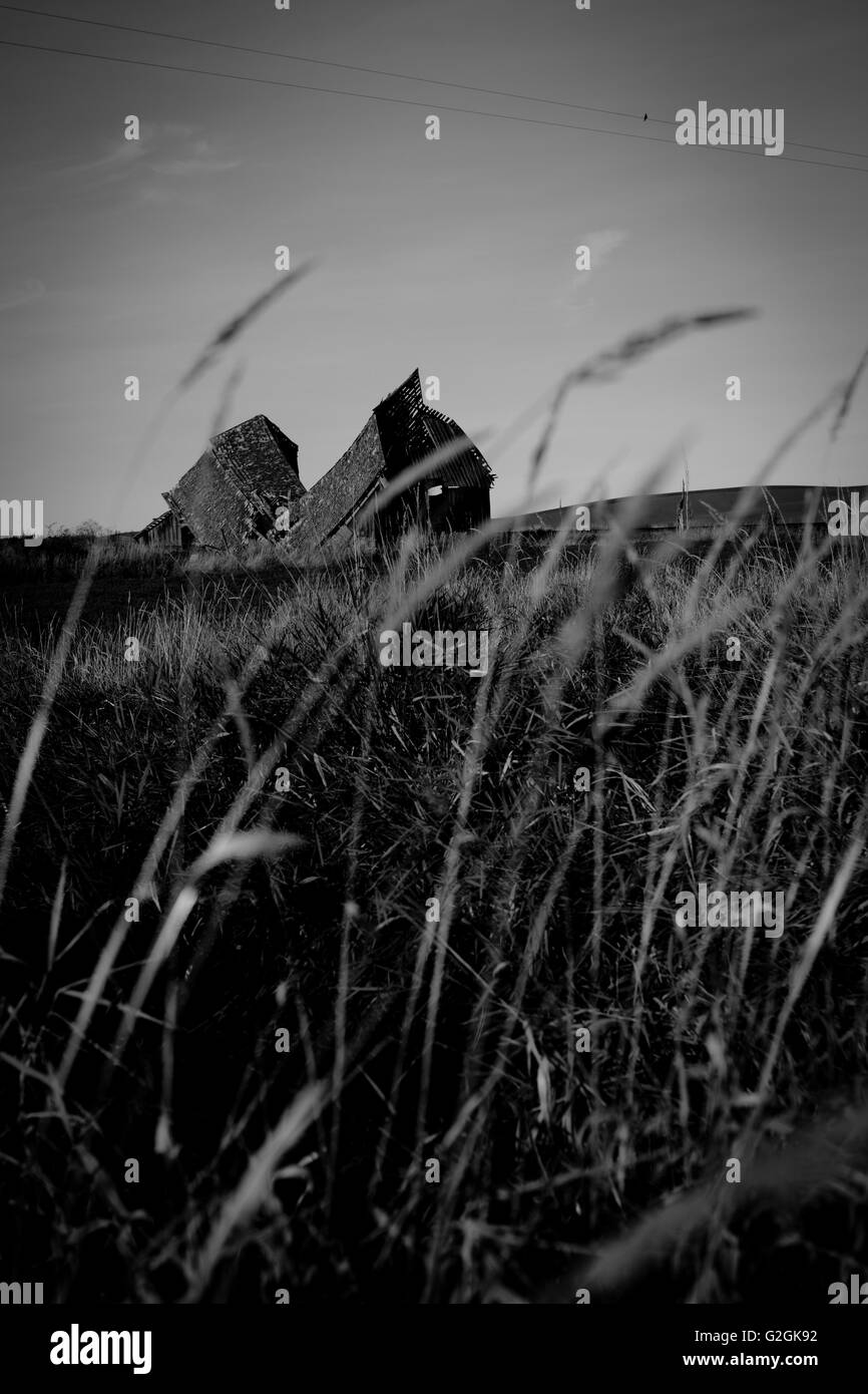 Collapsed Barn in Field Stock Photo Alamy