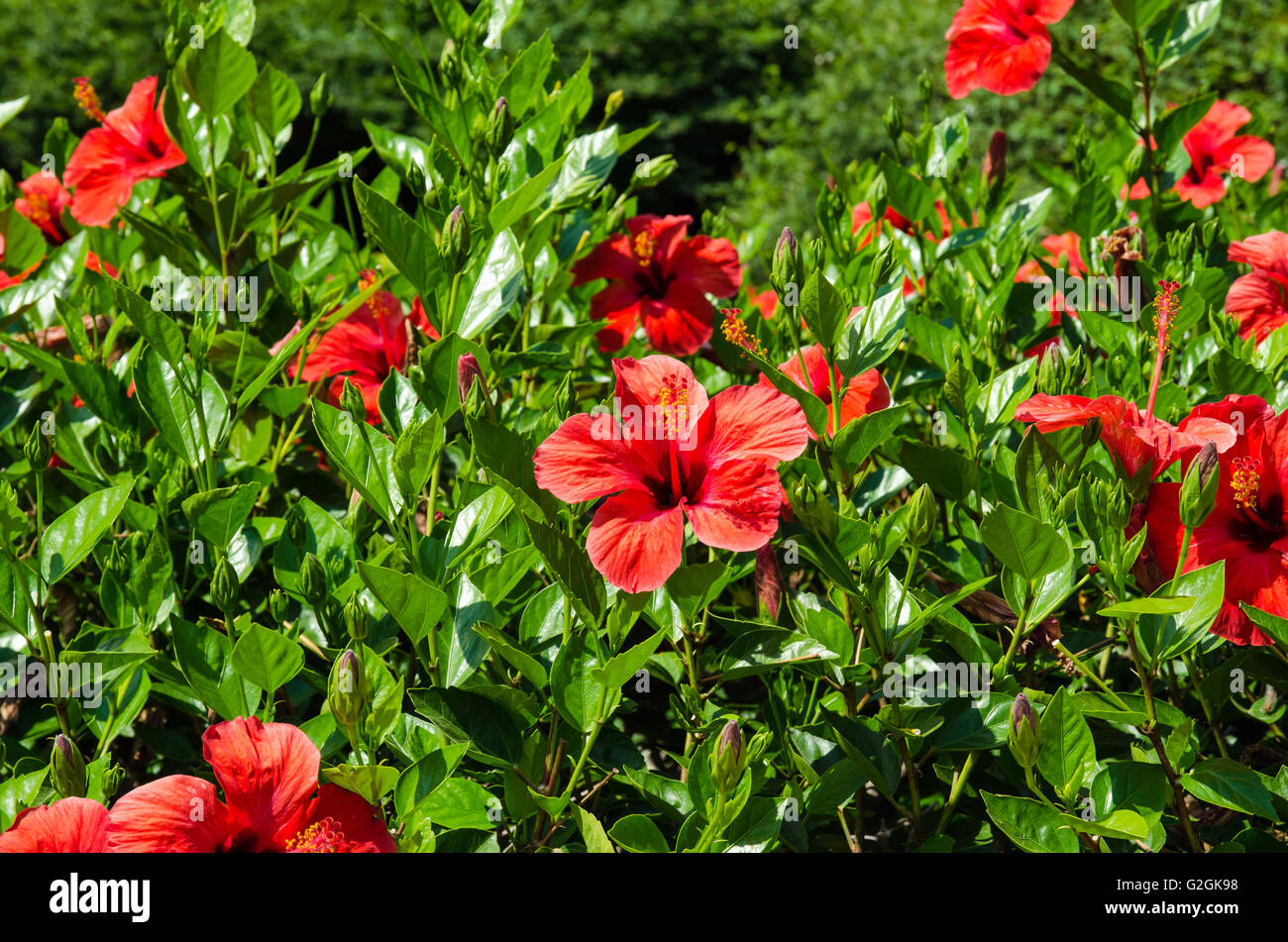 red hibiscus flower and green leaves image Stock Photo - Alamy