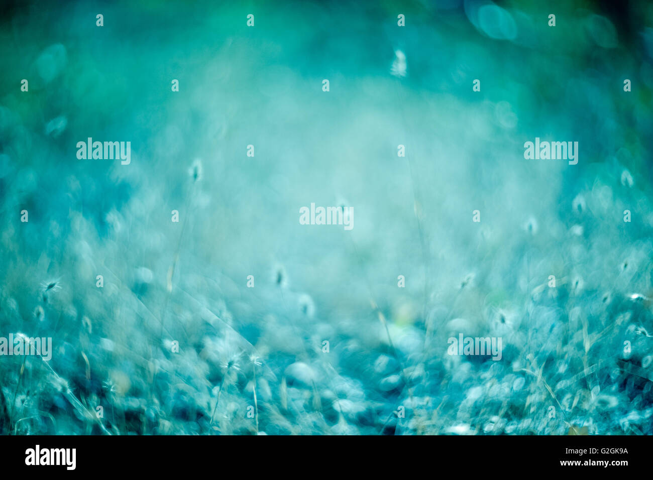Grass with Blue Tint and Swirling Bokeh Stock Photo