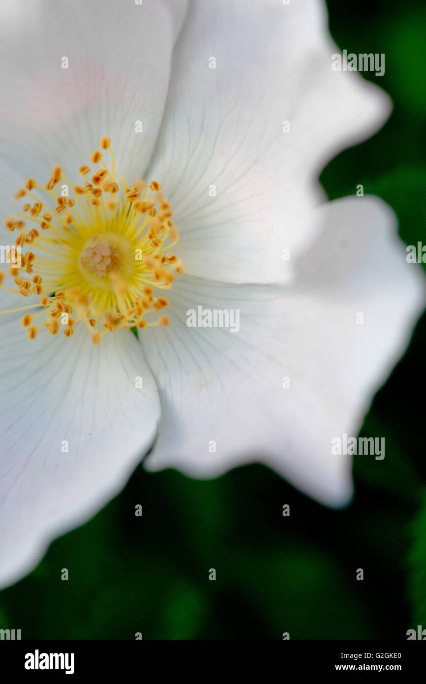 White Wildflower, Close-Up Stock Photo