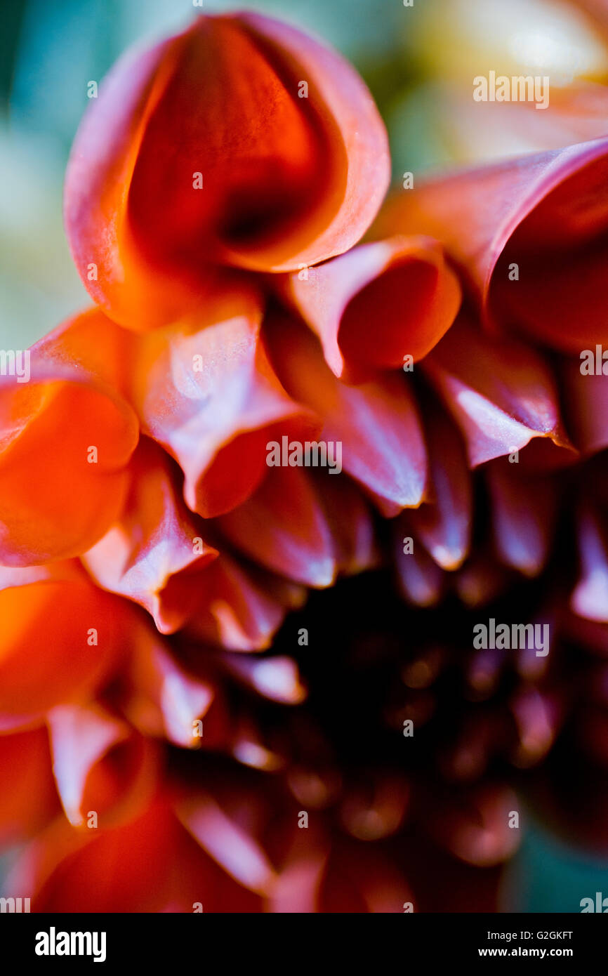 Orange detail plant flower hi-res stock photography and images - Alamy