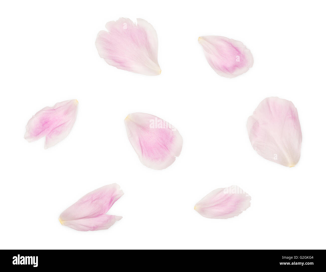 Pink Peony Petals Isolated on White Background (with clipping path) Stock Photo
