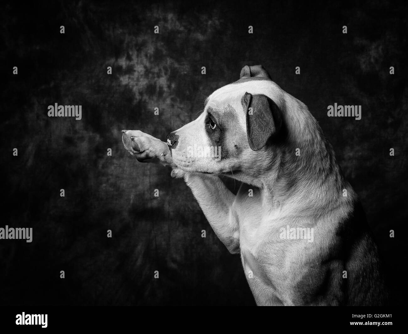 American Bulldog Dog Black And White Stock Photos Images Alamy