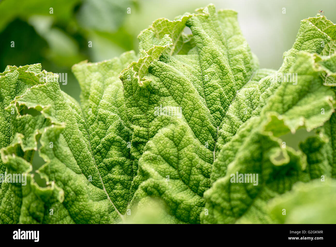 Giant Rhubarb Gunnera Maniciata leaves textured wrinkly green in Kew Gardens London. Stock Photo