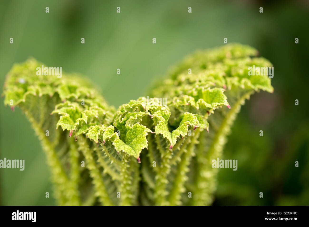 Macro shot of Giant Rhubarb Gunnera Maniciata leaves and stem texture green in Kew Gardens London. Stock Photo