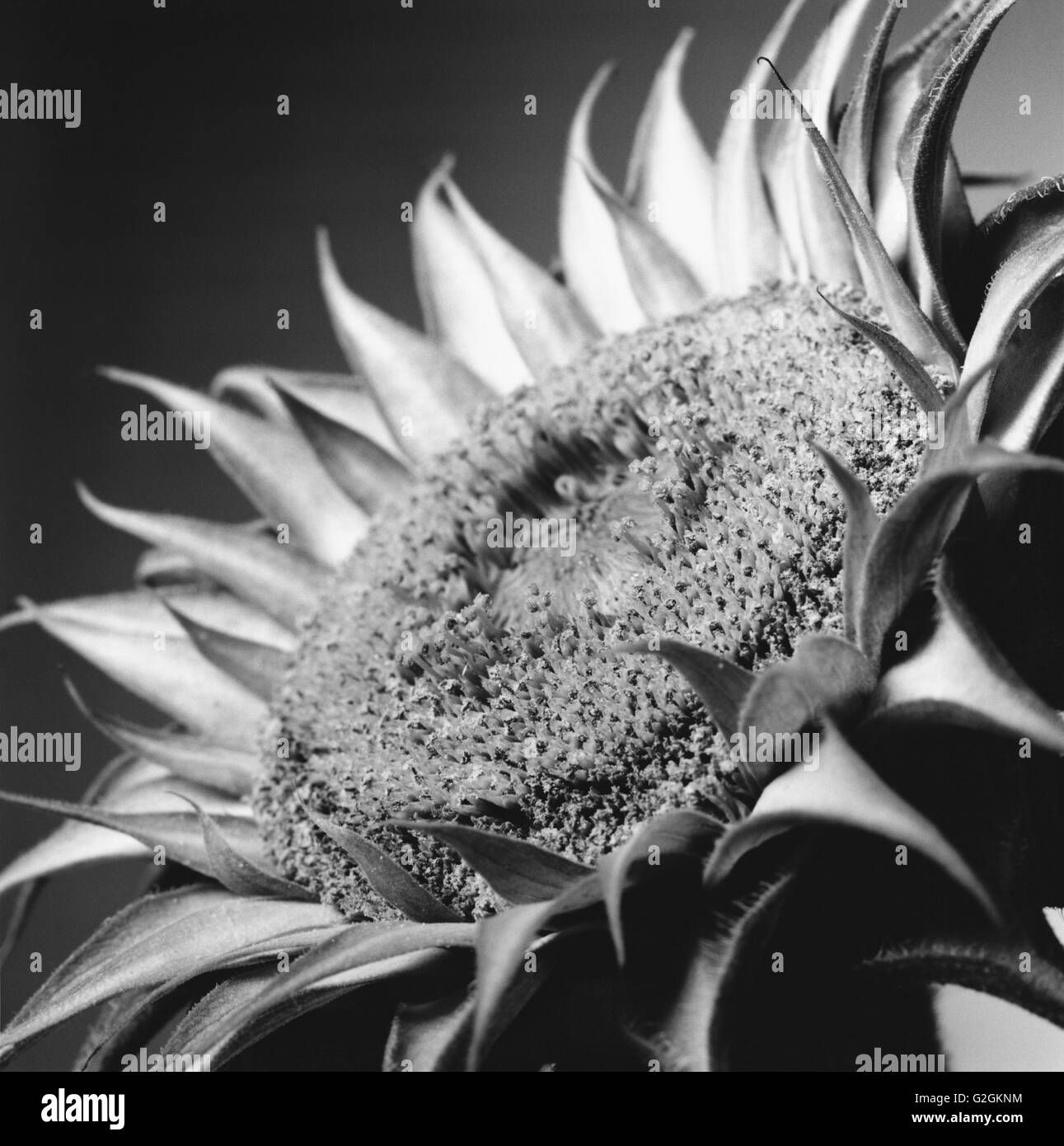 Close Up Sunflower Stock Photo Alamy