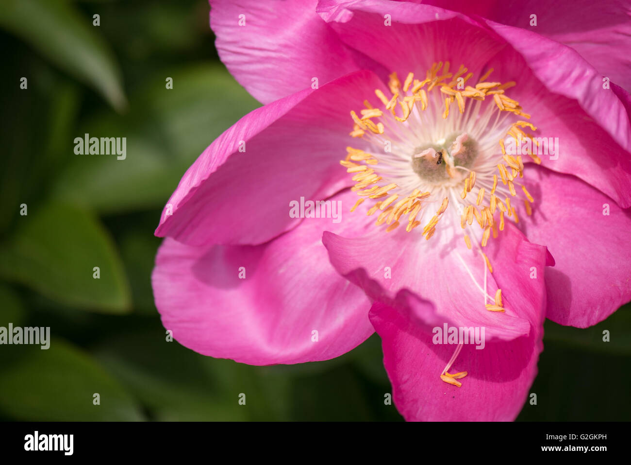 Pink Paeonia Peony Honor flower and yellow pollen buds at Kew Botanical Gardens in London, UK Stock Photo