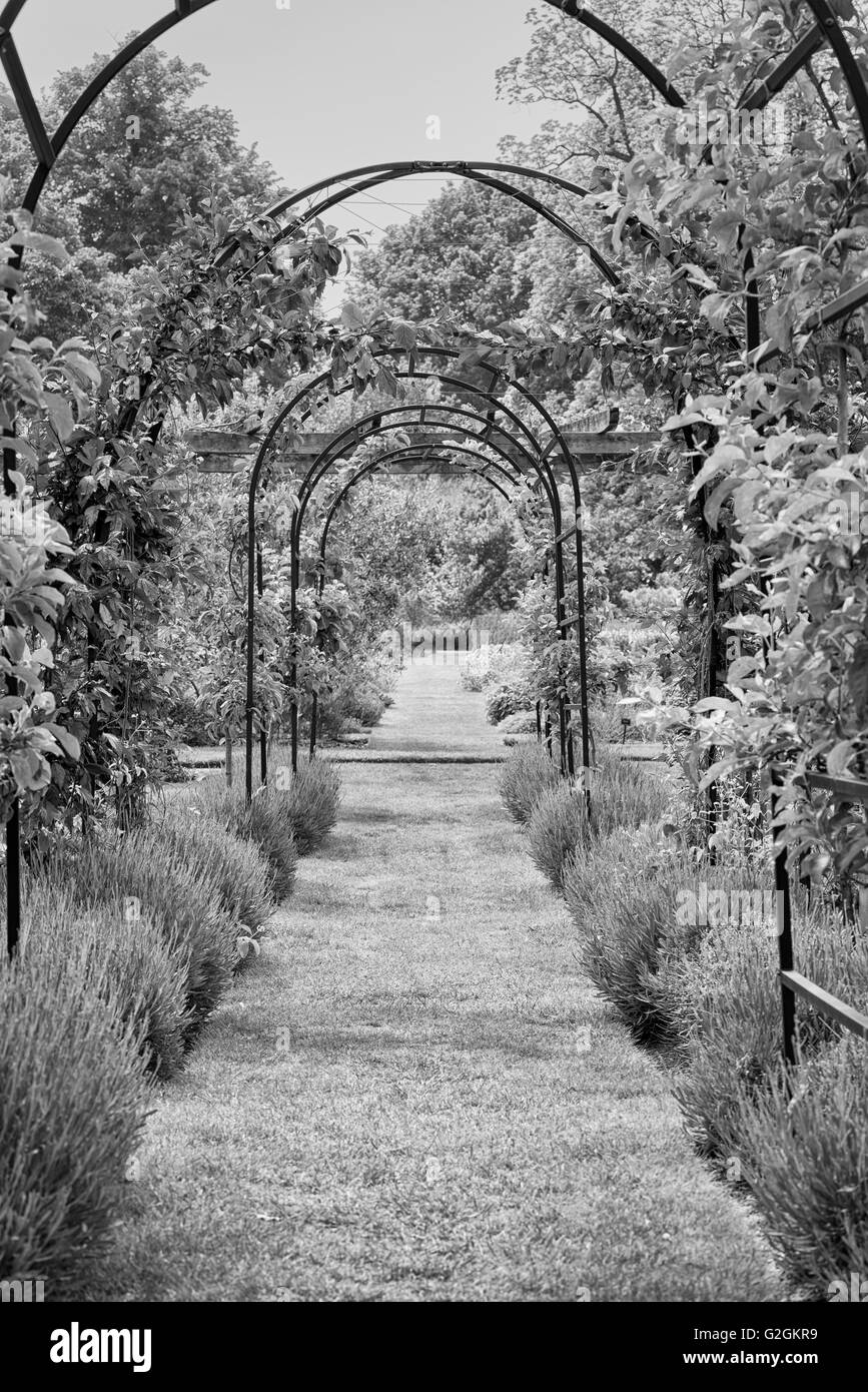 Kew allotments in lavender blossom path corridor at Kew Botanical Gardens in London, UK Stock Photo