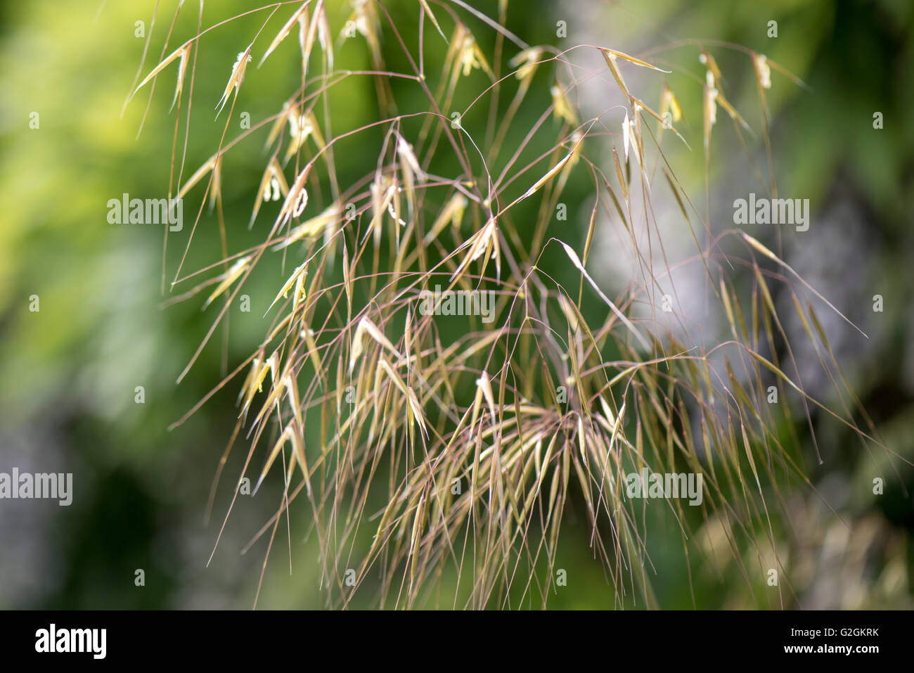 Straws of grass in the wind decorative ornamental growing at Kew