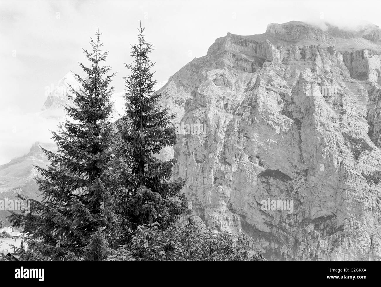 Two Pine Trees With Mountains in Background, Switzerland Stock Photo ...