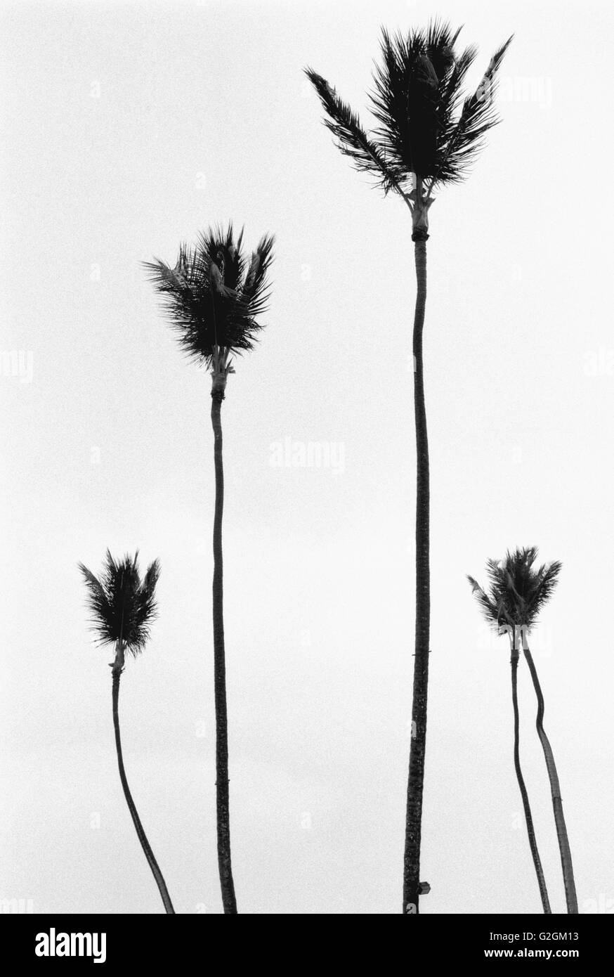 Trunks of palm trees Black and White Stock Photos & Images - Alamy