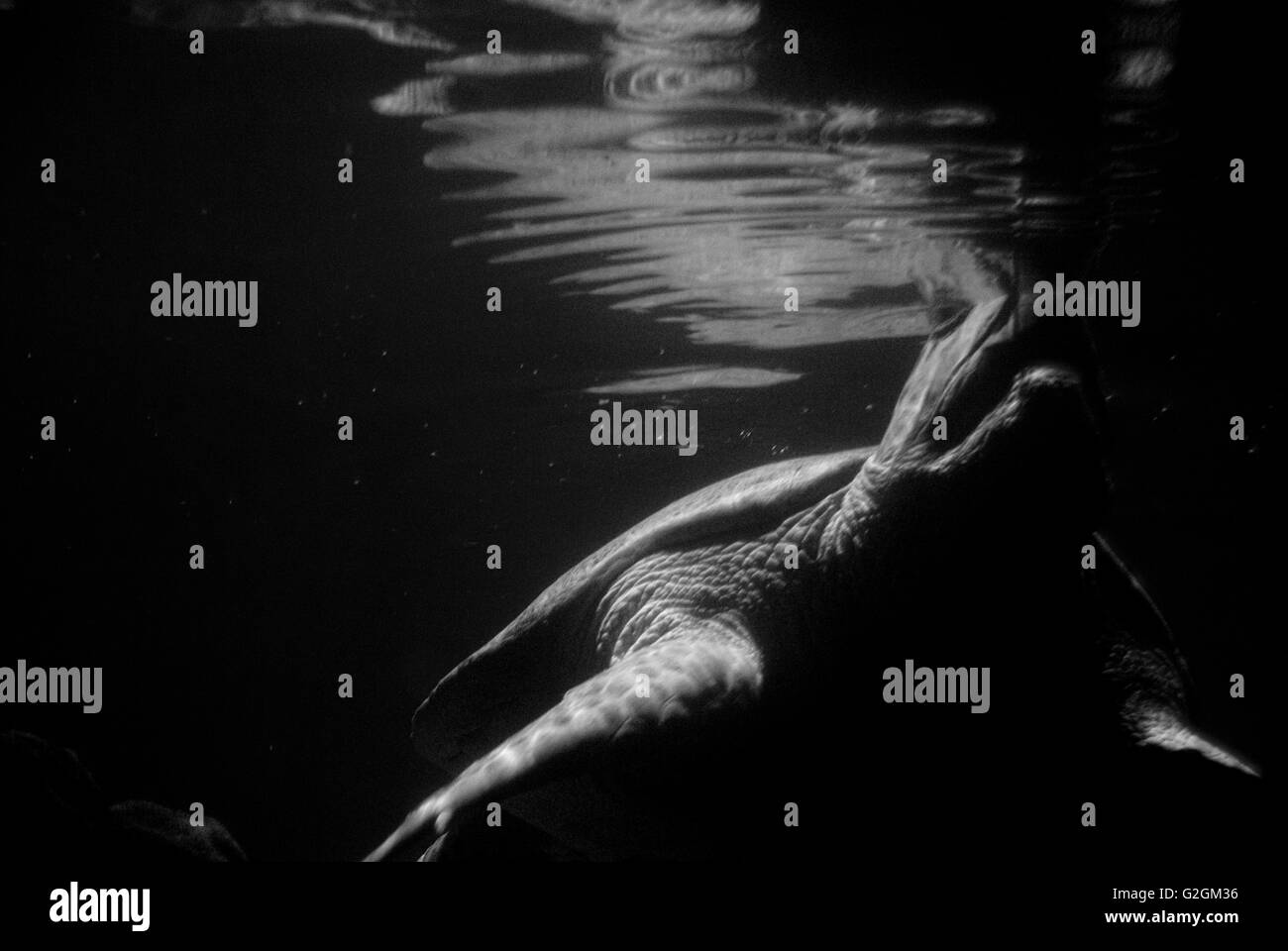 Animal reptile underwater turtle Black and White Stock Photos & Images ...