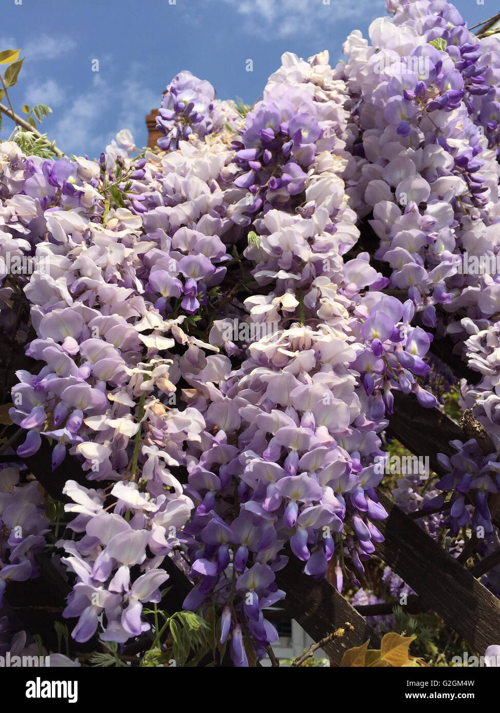 Wisteria Bloom Stock Photos & Wisteria Bloom Stock Images Alamy