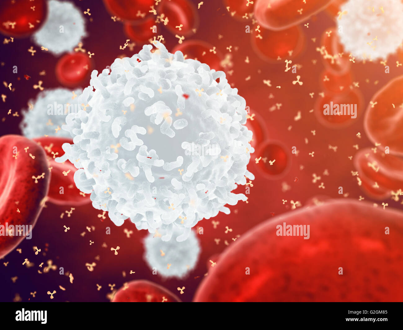 White , red blood cells and antibodies , Leukocytes , Infectious disease , Immune system Stock Photo