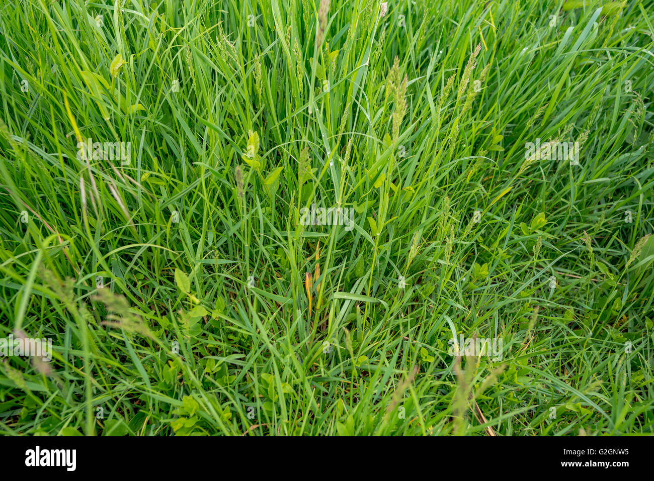 Green grass in summer hi-res stock photography and images - Alamy