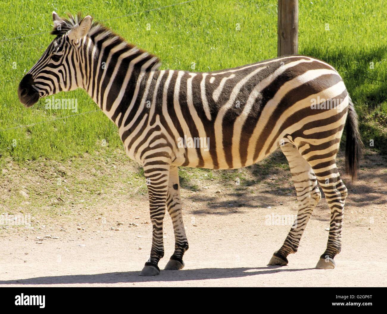 zebra Stock Photo