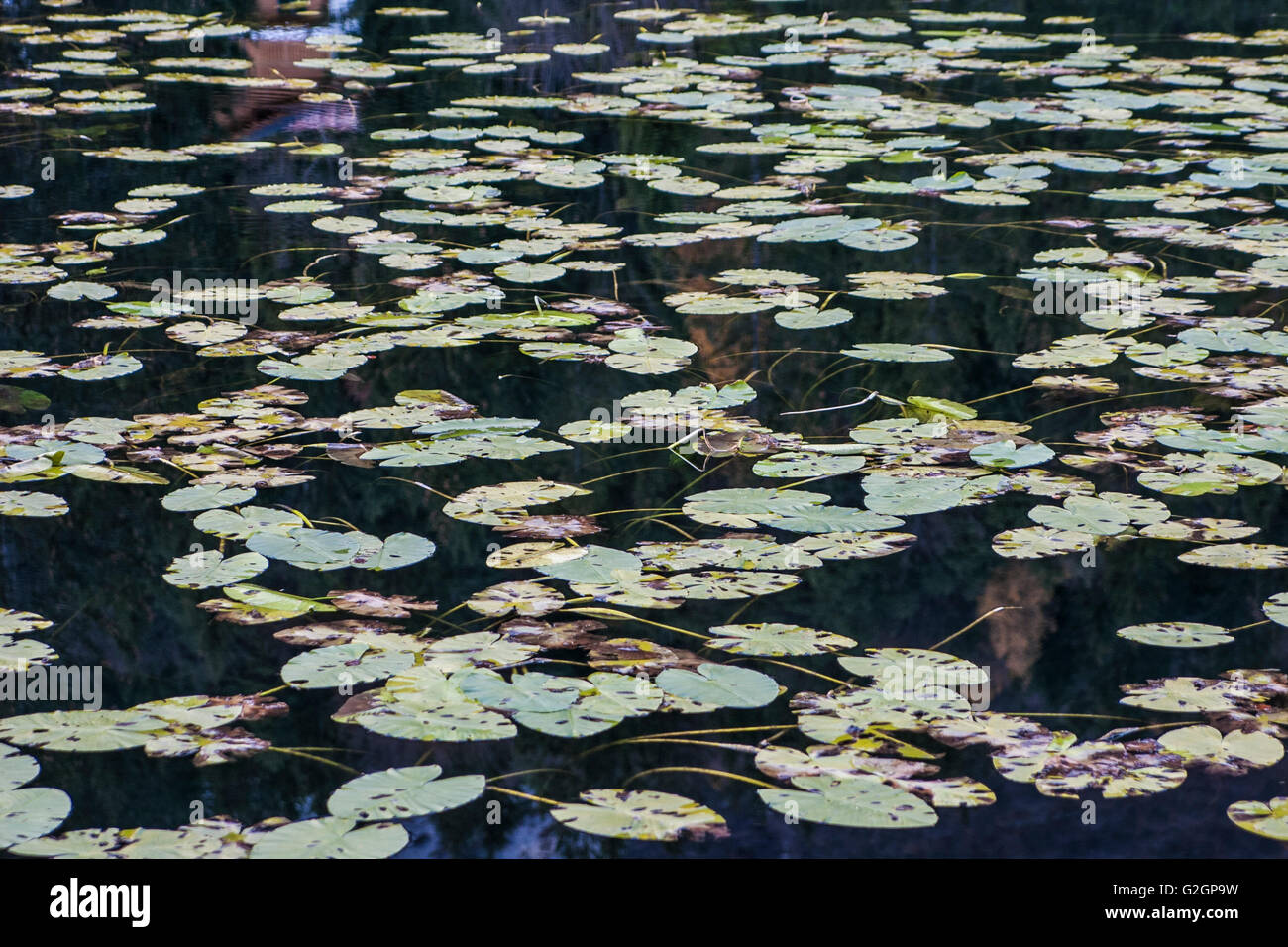 Frame of pond with waterlily leaves. Stock Photo