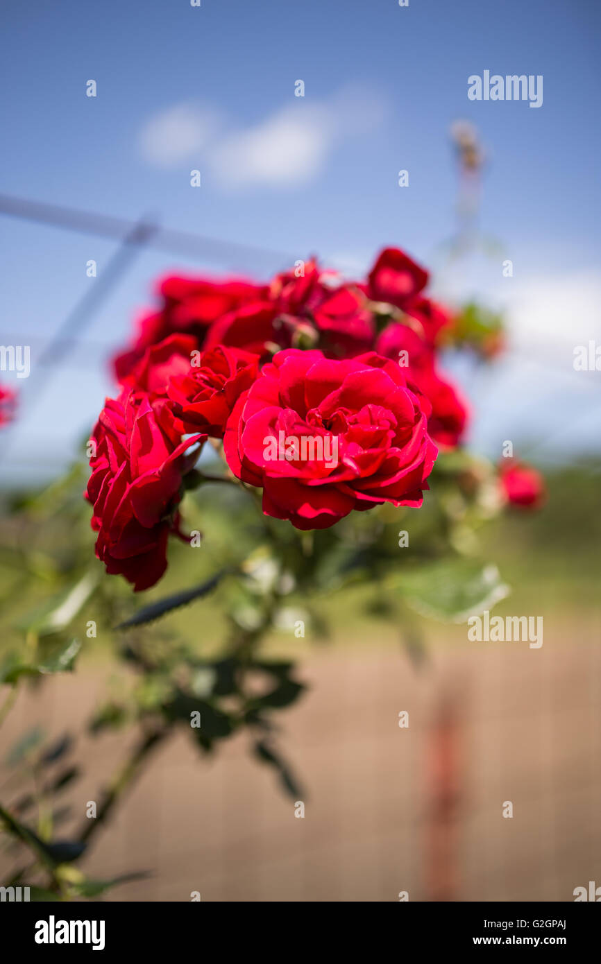 Beautiful red garden rose Stock Photo