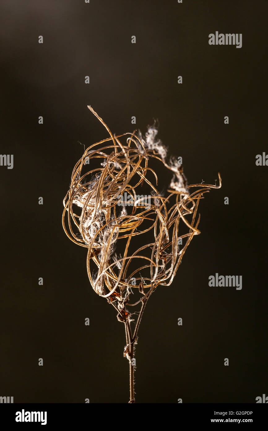 all dried up Stock Photo Alamy all dried up Stock Photo Alamy