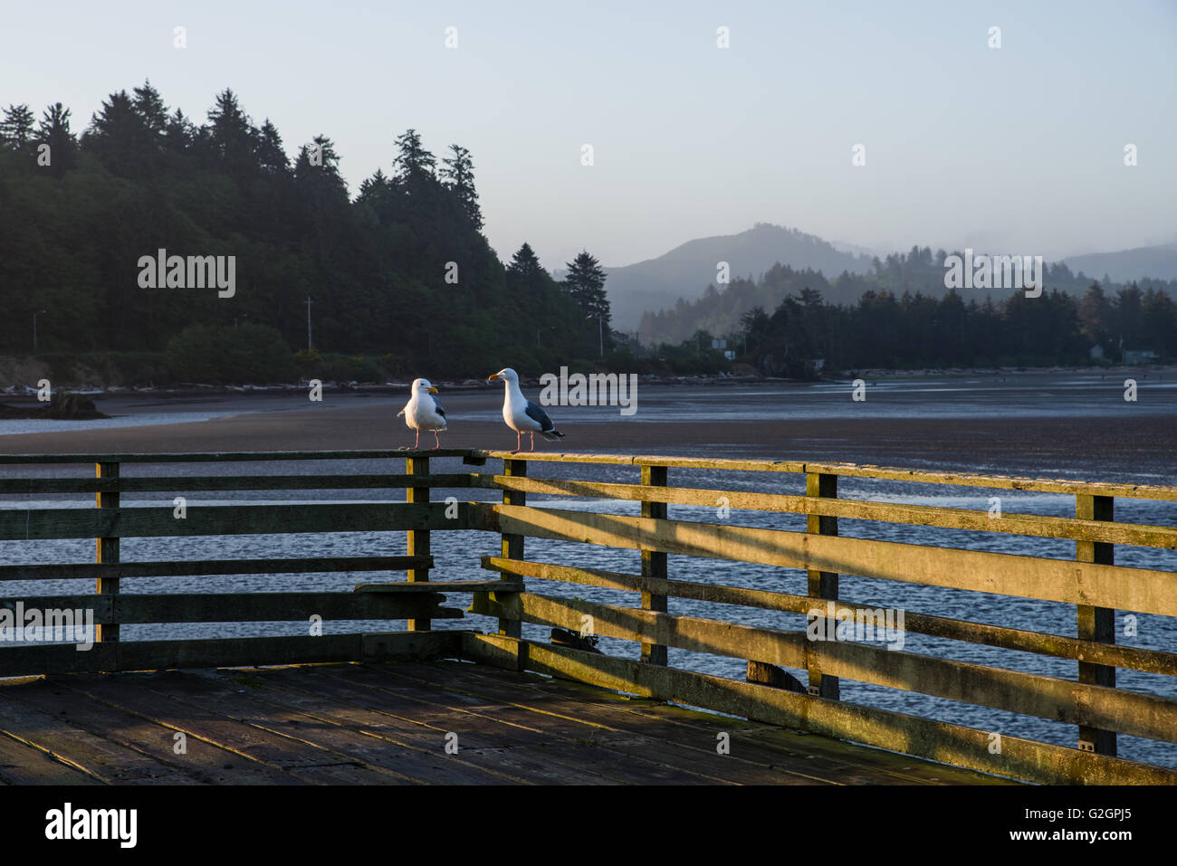 Sea gulls sitting on a fence overlooking Siletz Bay.  Lincoln City, Oregon Stock Photo