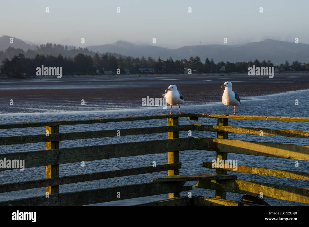 Sea gulls sitting on a fence overlooking Siletz Bay.  Lincoln City, Oregon Stock Photo