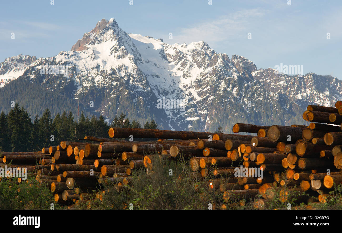 Logs wait to be processed near the base of Whitehorse Mountain in the North Cascades Stock Photo