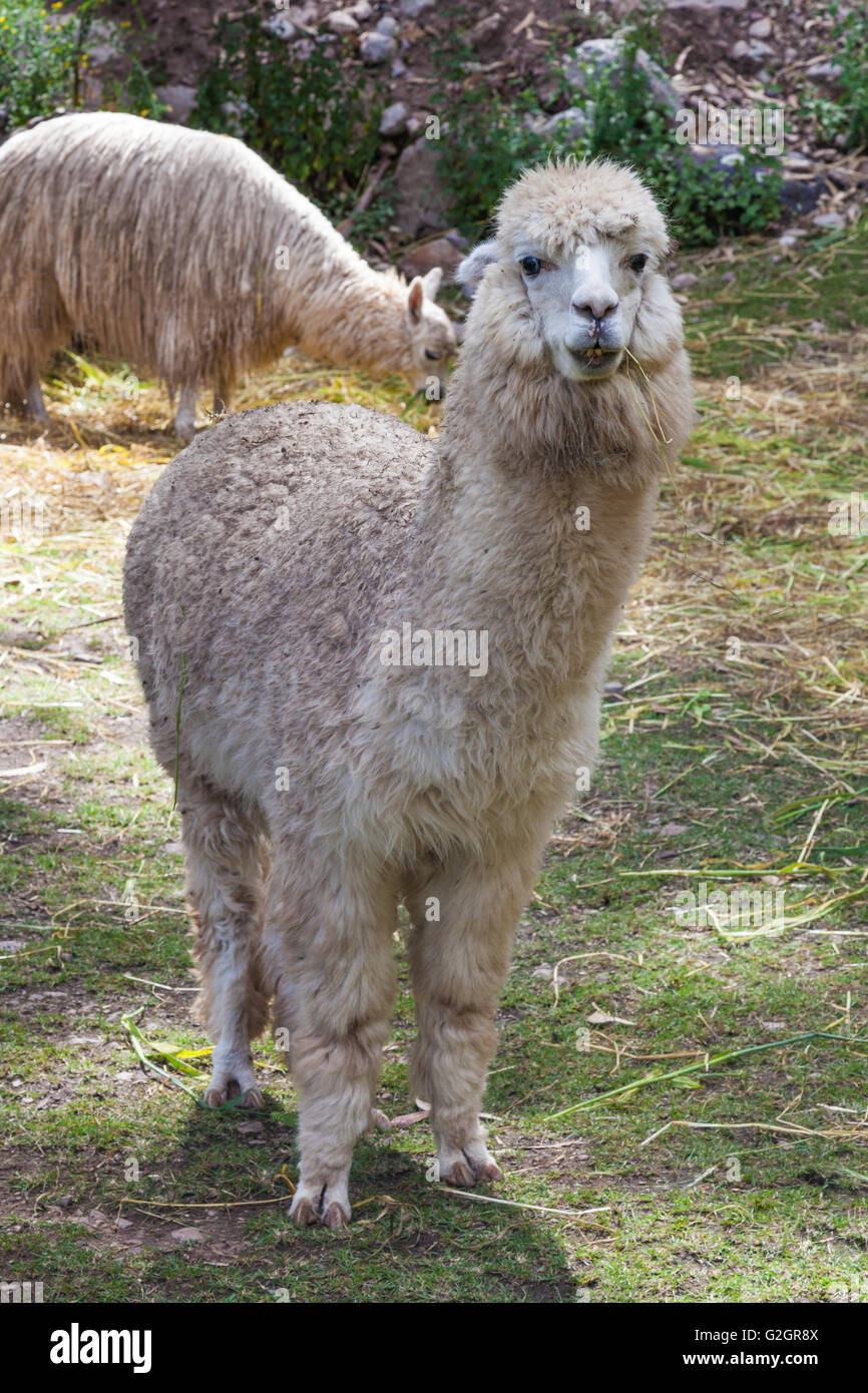 Domesticated Alpaca in a field of the Sacred Valley near Urubamba, Peru Stock Photo