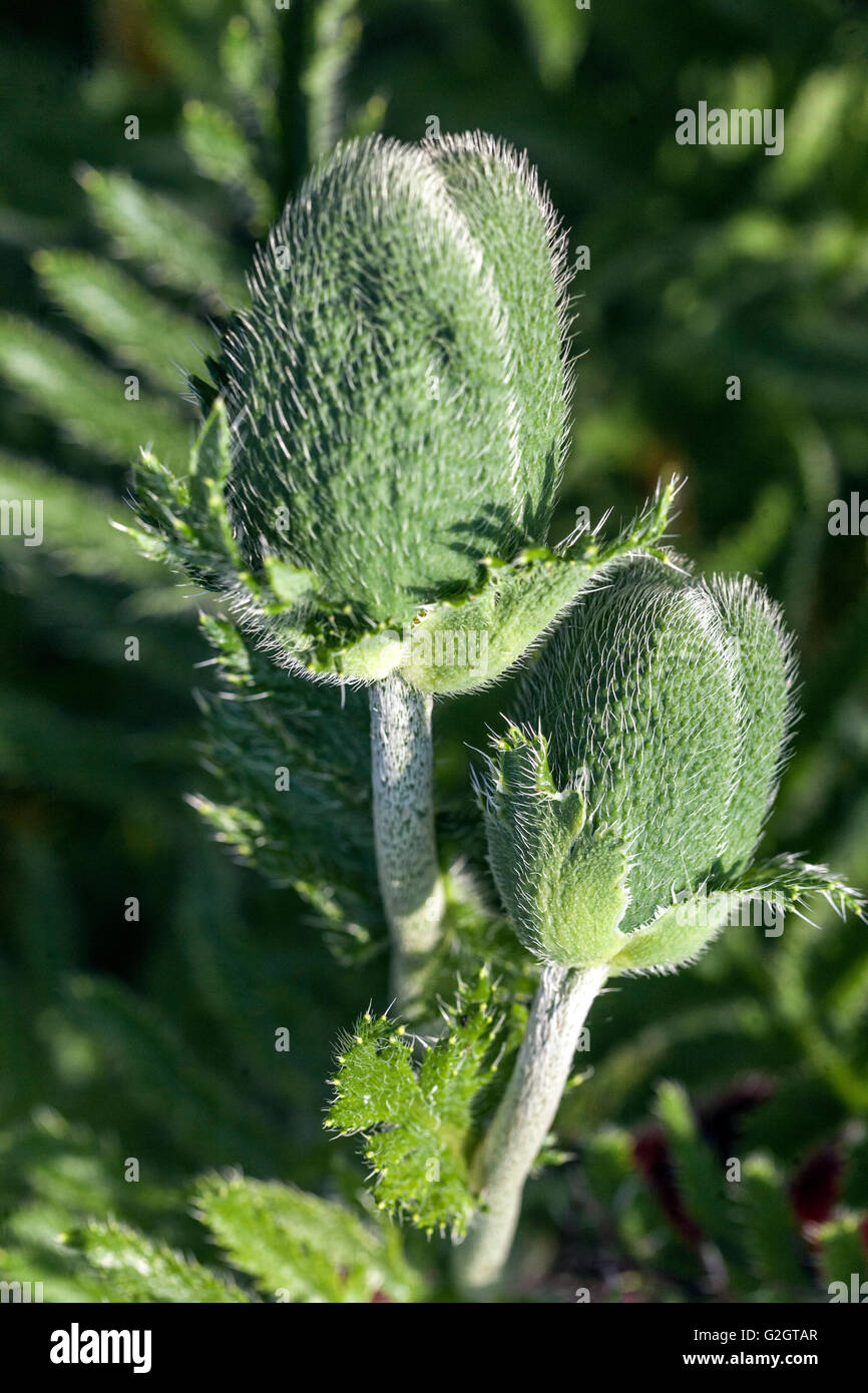 Oriental Poppy bud, Papaver orientale Stock Photo