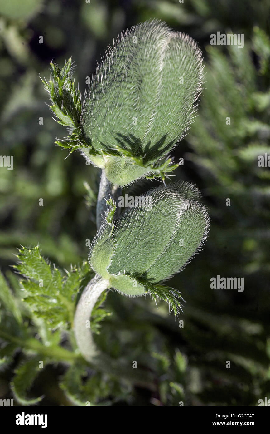 Oriental Poppy Papaver orientale flower bud Stock Photo