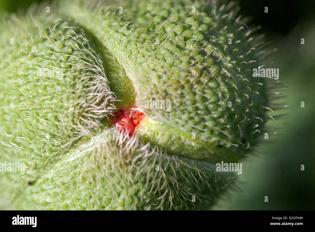 Clouse up of flower bud hi-res stock photography and images - Alamy